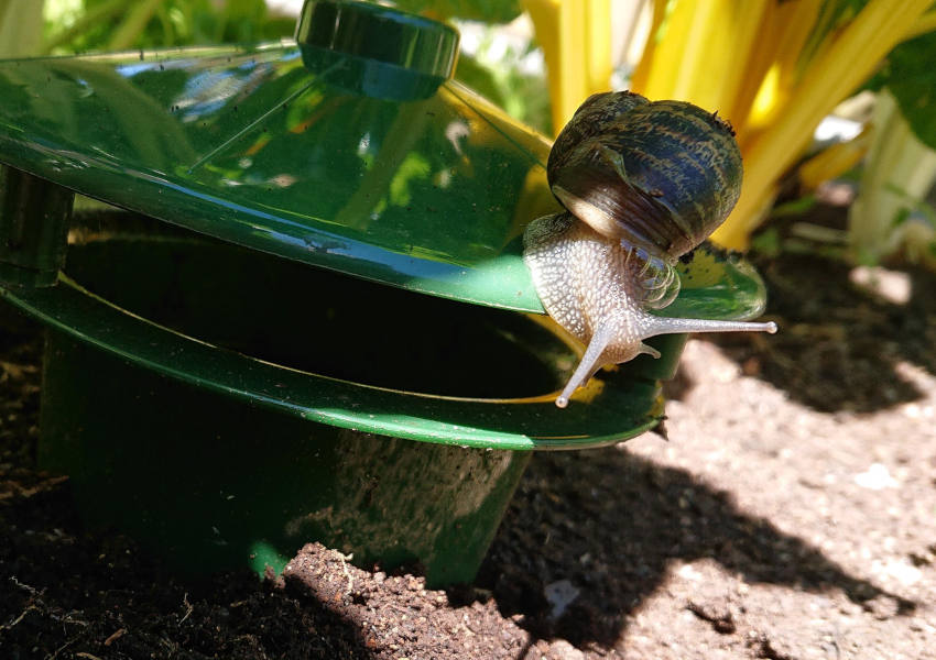 snail trap